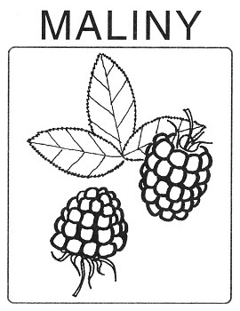 Ovoce - maliny