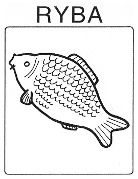 Zvířata - ryba